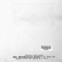 Hendersonia corni image